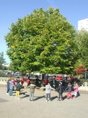 l'arbre de septembre