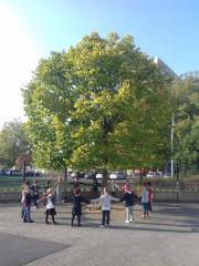 l'arbre d'octobre