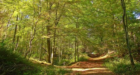 4_foret-de-st-gobainaisnepicardie