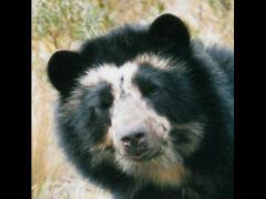 ours tête 2.jpg