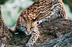 Ocelot