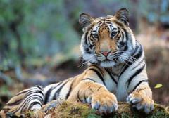 tigre