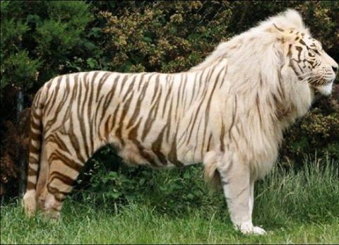 .Tigon_