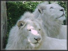 lion blanc