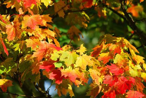 automne