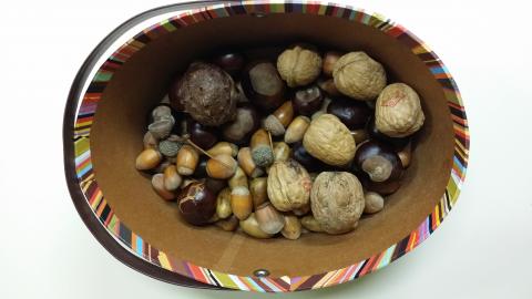 fruits automne.jpg