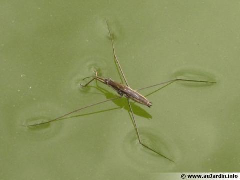 gerris-lacustris-600x450.jpg