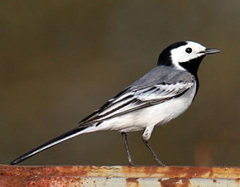 290px-White-Wagtail.jpg