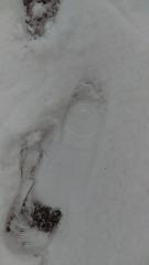 IMAG2683